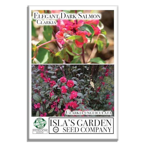 Double Dark Salmon Clarkia Elegant Flower Seeds (Clarkia Unguiculata) – 1000+ Non-GMO Heirloom Seeds, by Isla’s Garden Seeds, Perfect for Home Gardens, Easy to Grow, Stunning Dark Salmon Blooms -  Isla's Garden Seeds Company (Total Quality)