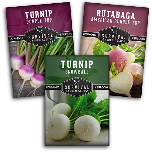 Turnip & Rutabaga Seeds Collection &ndash; 3 Varieties for Fall & Spring Planting | Purple Top Turnip...