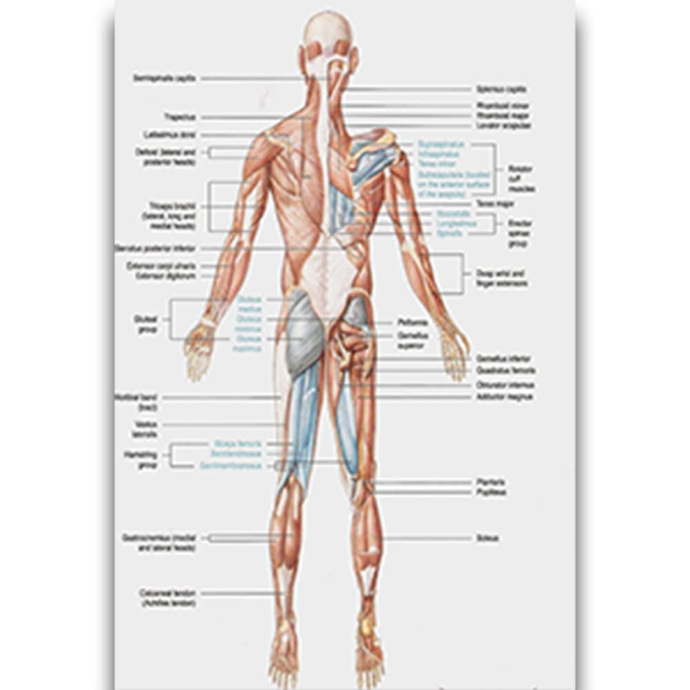 Srliya Anatomie Poster Set - Muskelsystem & Skelett Für Medizinstudenten