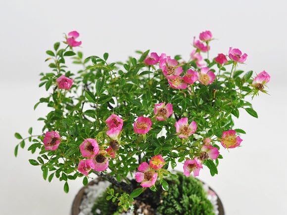 Amazon.co.jp: 盆栽妙 バラ(薔薇) ミニ盆栽 花 フラワーギフト : DIY