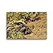 Produktbild CALVENDO Premium Textil-Leinwand 45 x 30 cm Quer-Format Blaukehlige Eidechse (Gallotia galloti galloti), Leinwanddruck von Markus Kärcher
