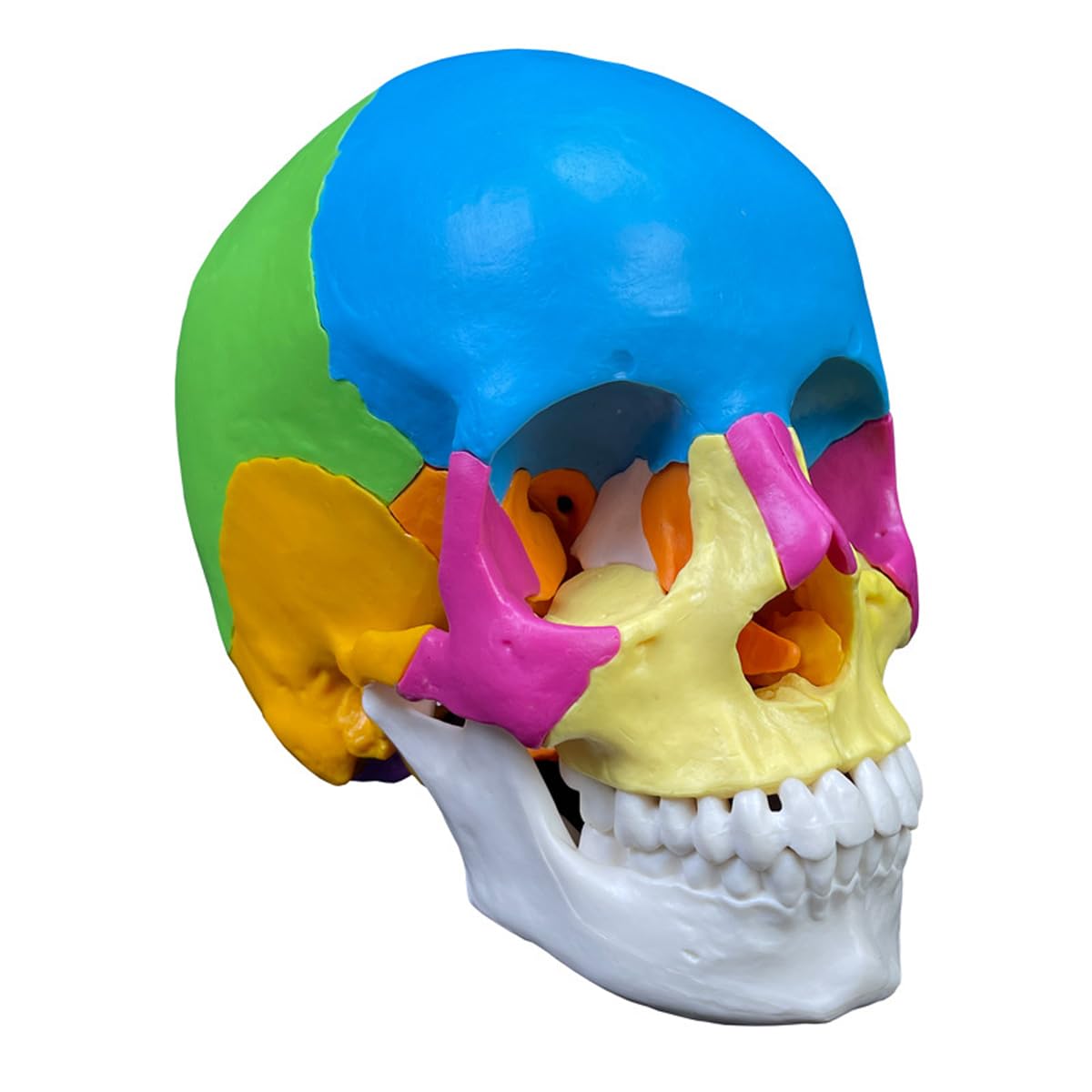 Rompecabezas De Modelo De Cráneo Humano, Modelo Anatómico Desmontable De 22 Piezas para Educación Médica, Equipo Didáctico Ideal para Clínicas Dentales Y Aprendizaje.