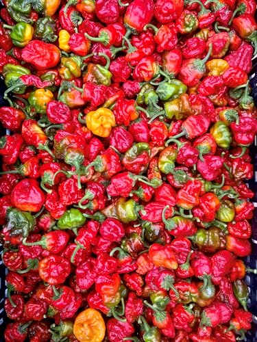 Leaning Tree Micro-Farm Naturally Dried Scotch Bonnet Peppers - Red - 1 Oz. Resealable Mylar Bag - Image 4