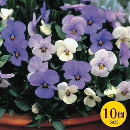 予約販売品 色変わりビオラ ソルベｙｔｔ ブルー 10 5cmサイズ大ポット １0個セット パンジー ビオラ すみれ 苗 寄せ植え 野菜 Amazon