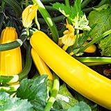 Set 2 Yellow Squash Plants, Yellow Squash Plants in Pot, Live Yellow Zucchini Plants, 2 Squash Plant Bush Zucchini Plants Live for Planting, Yellow Squash Zucchini Seedlings