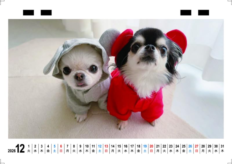 Amazon | 【予約販売】 チワワのUNI＆EBI 犬 2026年 卓上カレンダー