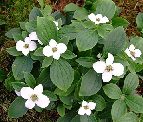 kirschlorbeer genolia in holland kaufen Kirschlorbeer 'Genolia' kaufen – kompakte Hecke main image 0