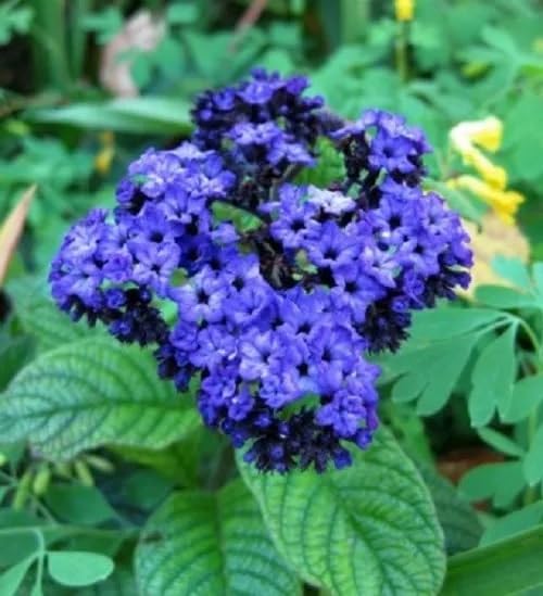 50+ Heliotrope Mini Marine Blue Flower Seeds - Perennial