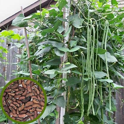 MyOwnGarden VEGETABLE SEEDS Long Beans (Cow Pea) Seeds - Pack of 50 Seeds (B094Y7GXLC) Amazon Price History, Amazon Price Tracker