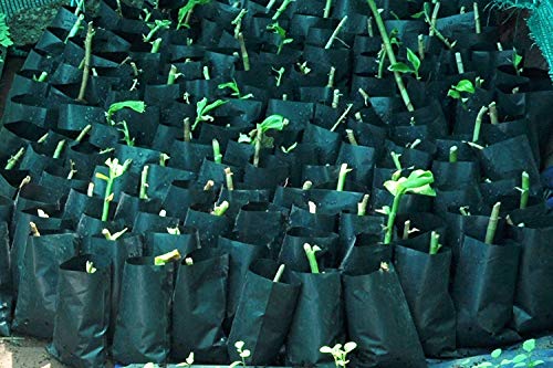 Image of Agritech Black Nursery Cover /Plant Grow Bag - 100 Nos (5x6, 100)