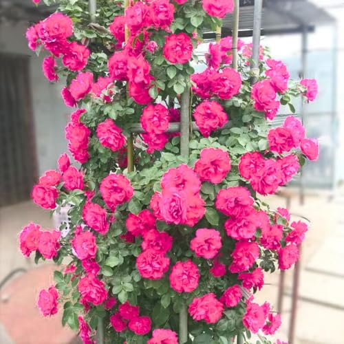 Pink Climbing Rose Live Plant, 6 Months Old Starter,