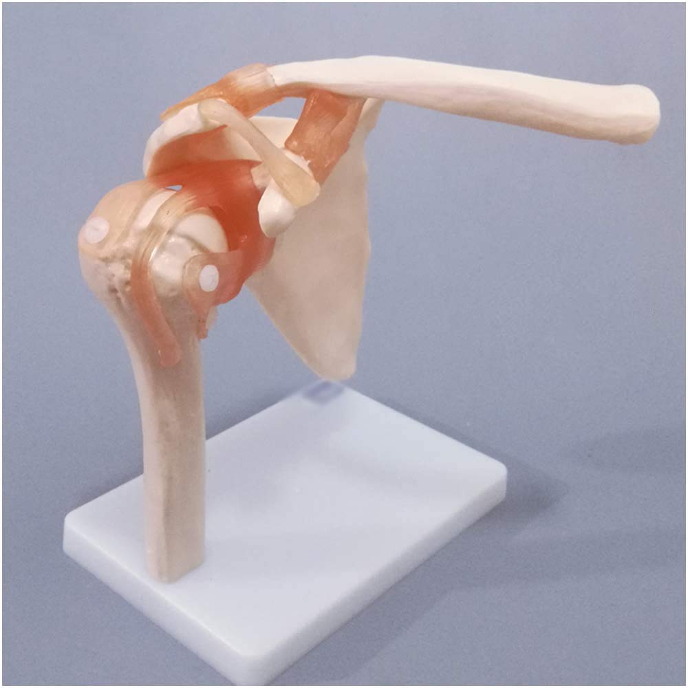 Sjdopulse A Natomical Human Shoulder Joint - Life Size Shoulder Joint Model Medical Natomical Human Shoulder Joint Model With Ligament Muscle Skeleton Clavicle Humerus For Study Teaching (A)