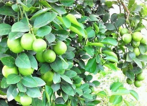DIARAA All time sadabahar Kagzi Nimboo | Fruit Plant | Lemon Tree (pack of 1) 1
