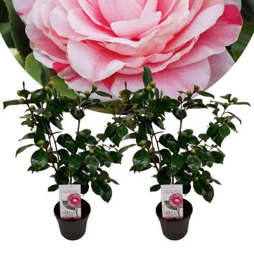 Plant in a Box - Camellia japonica ''Bonomiana'' - Set de 2 - Rose japonaise - Plante de camélia résistante au froid - Pot 15cm - Hauteur 50-60cm