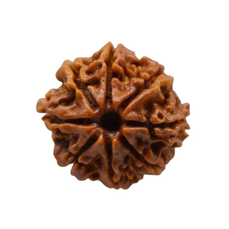 Image of Original 8 Mukhi Original Rudraksha Bead Nepali Origin Lab Certified Symbol of Lord Ganesha Removes Obstacles and Brings Wisdom Meditation, Pooja, Healing for Men & Women