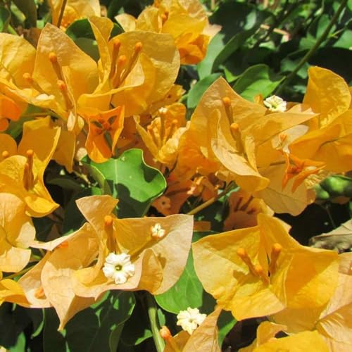 Muda de Primavera Laranja Tijolo Bougainvillea + Manual de Plantio