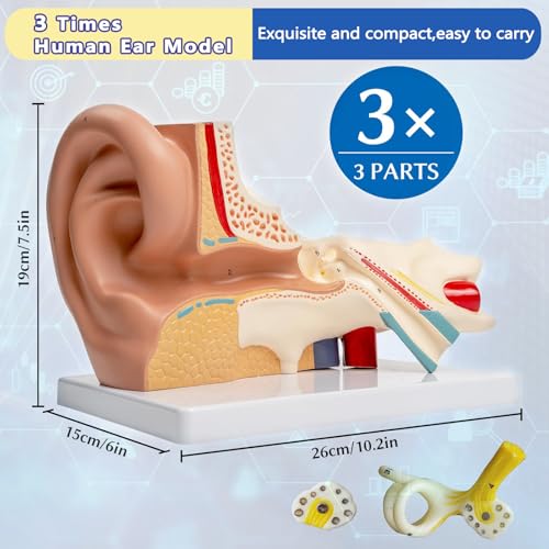 Image of 3 Times Human Ear Anatomy Model with Base, 3 Part Removable Structure with Detailed Labels for Science Classroom,Teaching Demonstration,Human Anatomy Study