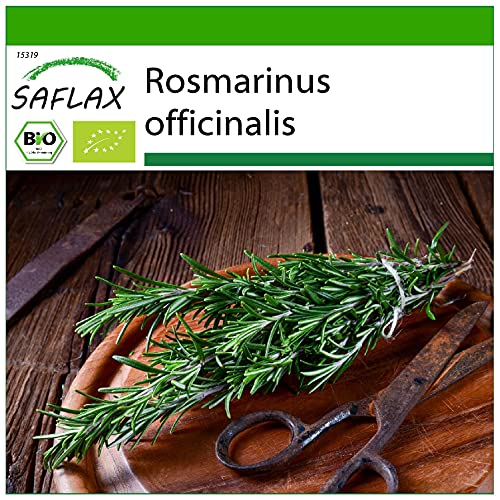 SAFLAX - BIO - Romarin - 40 graines - Avec substrat de culture aseptique - Rosmarinus officinalis