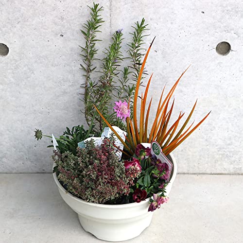 季節の旬のハーブ苗と花苗&カラーリーフ 投込み寄植え風 Cセット 8号ボール鉢苗投げ込み【寄植え風Cセット/1セット売り/セット内容:プラスチック製ボールプランター8号程度を1個、季節の花苗1個~2個、ハーブ苗1個~2個、カラーリーフ葉物類1個~2個、芯の花木苗または花苗(出荷時期により変わります)1個(培養土は付きません)】●季節の旬の花苗とカラーリーフを、このまま華やかな寄せ植えにできるようにバランス良くセットにして、ボール鉢に苗を入れて、植え込まずに、お届けします。このまま、日当たりの良い玄関先などに置いて、水をあげるだけで1か月程度は置くことができますので、「寄せ植え風」として楽しめます。もちろん、苗をそのままポール鉢に植えつけて頂くこともできます。投げ込みのまま1か月程度経過したら、バラして単体植えも楽しめます。【※セット価格でお届けします。出荷タイミングにより、苗の品種や色目は変わりますが、出来るだけ画像のイメージに近い品種を選んでお送りします。ご了承下さい】 季節の旬のハーブ苗と花苗&カラーリーフ 投込み寄植え風 Cセット 8号ボール鉢苗投げ込み【寄植え風Cセット/1セット売り/セット内容:プラスチック製ボールプランター8号程度を1個、季節の花苗1個~2個、ハーブ苗1個~2個、カラーリーフ葉物類1個~2個、芯の花木苗または花苗(出荷時期により変わります)1個(培養土は付きません)】●季節の旬の花苗とカラーリーフを、このまま華やかな寄せ植えにできるようにバランス良くセットにして、ボール鉢に苗を入れて、植え込まずに、お届けします。このまま、日当たりの良い玄関先などに置いて、水をあげるだけで1か月程度は置くことができますので、「寄せ植え風」として楽しめます。もちろん、苗をそのままポール鉢に植えつけて頂くこともできます。投げ込みのまま1か月程度経過したら、バラして単体植えも楽しめます。【※セット価格でお届けします。出荷タイミングにより、苗の品種や色目は変わりますが、出来るだけ画像のイメージに近い品種を選んでお送りします。ご了承下さい】