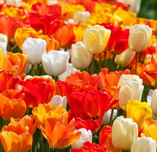 Darwin Hybrid Tulips Orange Red Apeldoorn Mix