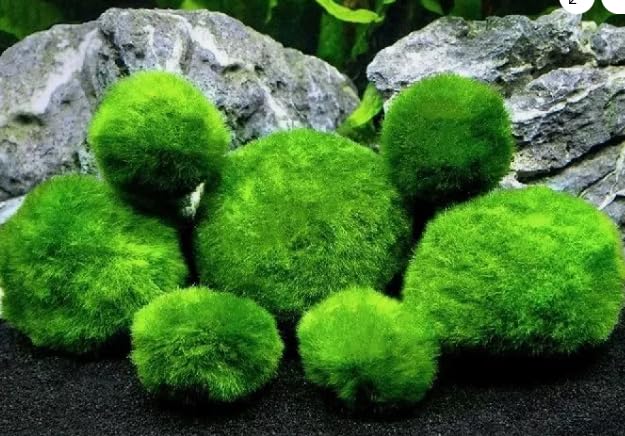 Moss Balls Beautiful Green for Shrimp Tropical Plant CARIDINA NEOCARIDINA (5 Moss Balls 4-5cm)