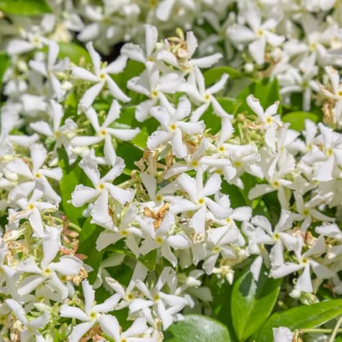 Star Jasmine Plant Live, Star Jasmine Live Plants Climbing