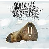 Walrus Testicle