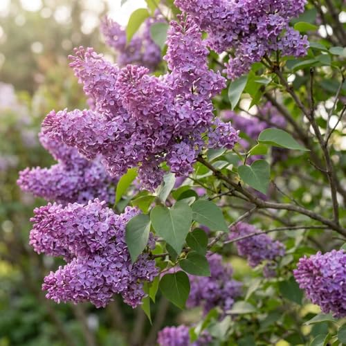 3 Purple Lilac Plants for Growing - Common Lilac Fragrant and Beautiful Flowers - Syringa vulgaris (3 Seedlings) - Fragrant Spring Blooming Shrubs Hardy Outdoor Flowering Bushes