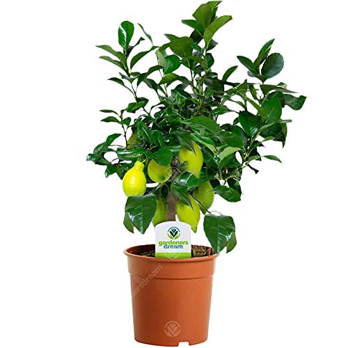 Citrus Lemon - 1 Plant - House/Office Live Indoor Pot Plant Tree Potted in 12cm Pot