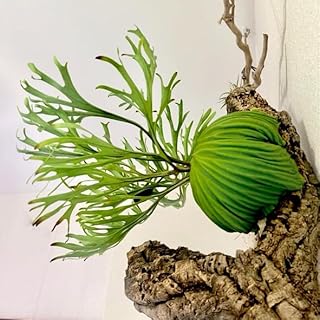 frog_yamato【ridleyi nano】リドレイ ナノ 細葉 ビカクシダ コウモリラン ケロスポ