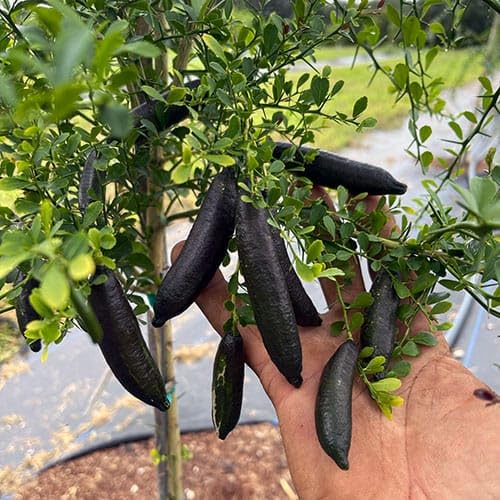 GreenWorld Special & Rare Long Finger Black Australion Lime,Lemon/Kala Lebu Plant(Australion Variety) Healthy Live Plant,'' Fruit After 1 Year''