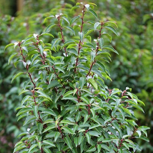 Garten-Schlüter® Portugiesischer Kirschlorbeer Angustifolia, 40-60 cm geliefert im 3 Liter Topf - Lorbeerkirsche Prunus Laurocerasus als Laubhecke - immergrün, pilzfrei, winterhart als Sichtschutz