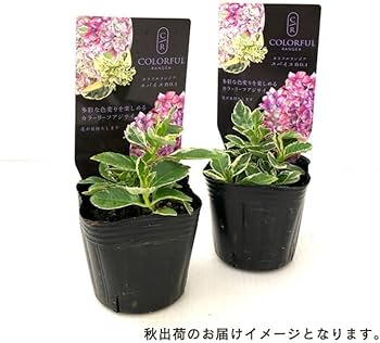 Amazon.co.jp: アジサイ カラフルランジア スパイスno.3 9cmポット