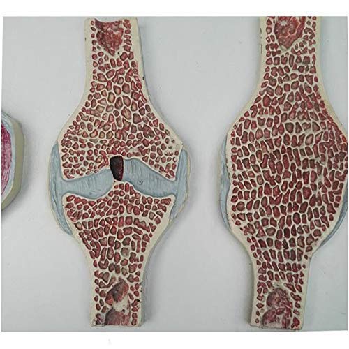 Modelo anatomía Sección articulación Rodilla Humana Modelo anatomía - Modelo anatómico articulación Rodilla Humana Modelo comparativo - Modelo sección sagital articulación Rodilla anatomía Humana m