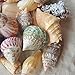 Polished Sea Shells – Sizes 2.25” to 4” - Approx. 15 Beach Shells in Mixed Colors – Great for Beach Home Decor and Wedding Centerpieces