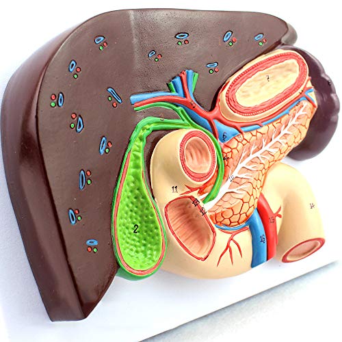 Modèle médical du pancréas pour dynamiser vos cours d'anatomie - 5