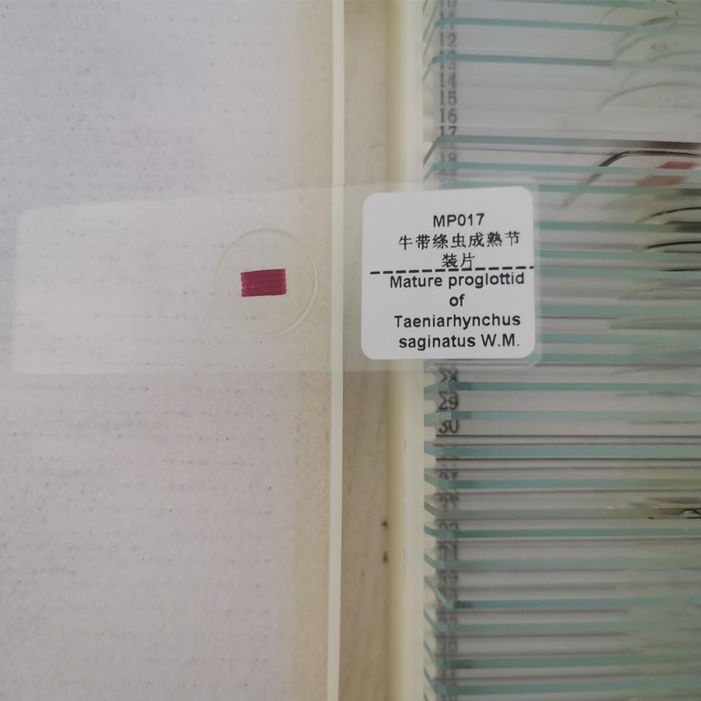 Taenia saginata Parasitology Prepared Slides for Educational (Taenia saginata pregnancy proglottid w.m)