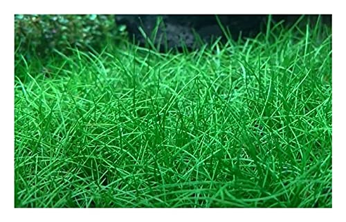 Stk - 60x Eleocharis acicularis k./ g. Nadel Sumpfbinse Aquarium Pflanzen - Samen A288 - Seeds & Plants Shop by Ipsa