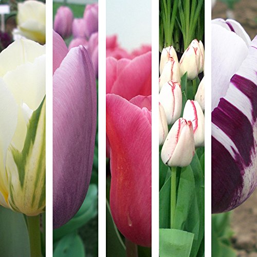 ᐅ Bulbes tulipes les meilleurs de 2020 Yaveo.fr