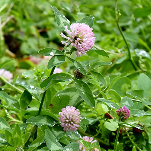 strimusimak Graines de trèfle, rouge Graines de trèfle