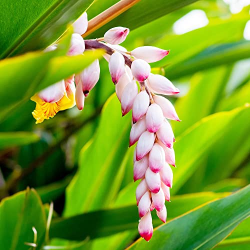 月桃(ゲットウ) シェルジンジャー12cmポット【品種で選べるハーブ苗/1個売り】学名：Alpinia zerumbet/ショウガ科ハナミョウガ属 非耐寒性多年草/別名：ハナソウカ、サンニン、サニン●とても変わった美しい花と、ハーブとして使える葉を持つ植物です。花は貝殻のように閉じており、表面は真っ白な楕円形で、先はほんのりとピンクに色づいています。貝が開いたように開花すると、中から鮮やかな黄に、赤い筋が入った美しい花びらが見えます。この花は甘い香りがして、切り花としても使われています。葉は良い香りがするだけでなく、防虫・消臭・鎮静効果などが期待され、虫除け、お茶、化粧水など、様々な用途に活用されています。【※商品の特性上、背丈・形・大きさ等、植物には個体差がありますが、同規格のものを送らせて頂いております。また、植物ですので多少の枯れ込みやキズ等がある場合もございます。予めご了承下さい】