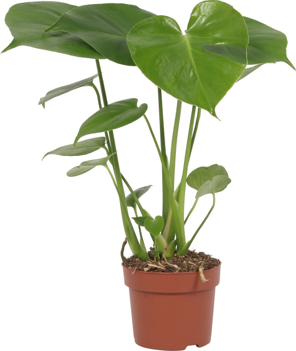 Mini Planta de Interior Mosntera Deliciosa Planta para Decorar la Casa