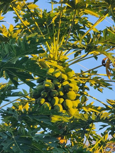 Hawaiian Dwarf Papaya, 7-12 Inch Tall Tropical Fruit Tree for Outdoor or Container Growing - Rare Tropical Tree