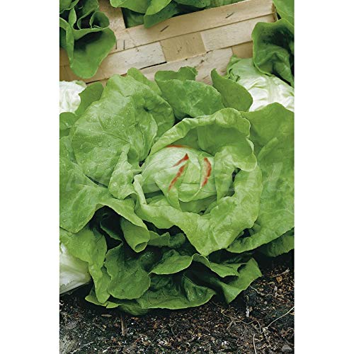 Semillas hortícolas - Lechuga trocadero - Mascarell