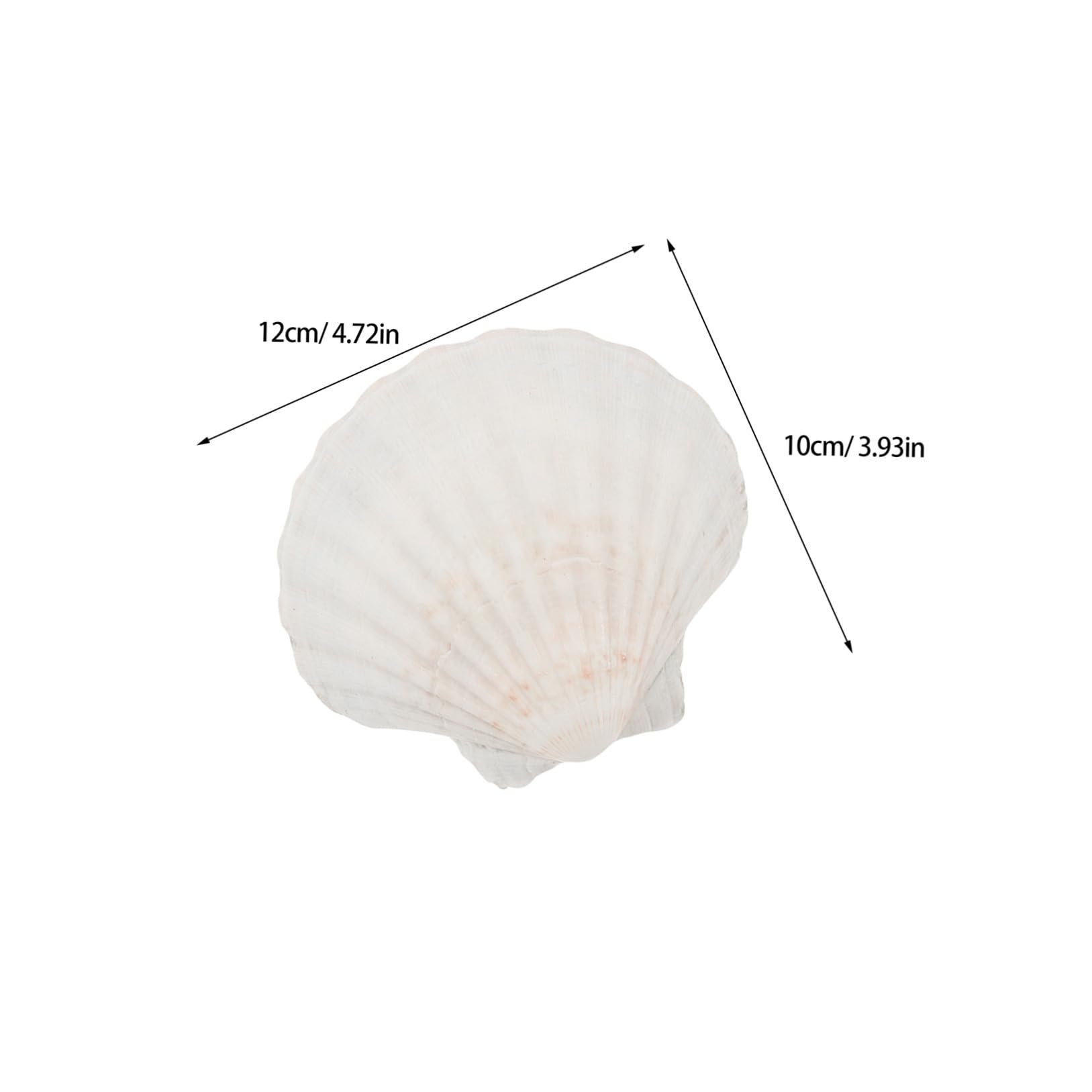 TOYANDONA Piatti Conchiglia Naturali 12 Pezzi 10-13 CM per Barbecue e Frutti di Mare Vassoio Capesante Resistente Decorazioni Conchiglie Marine per Cucina e Dessert