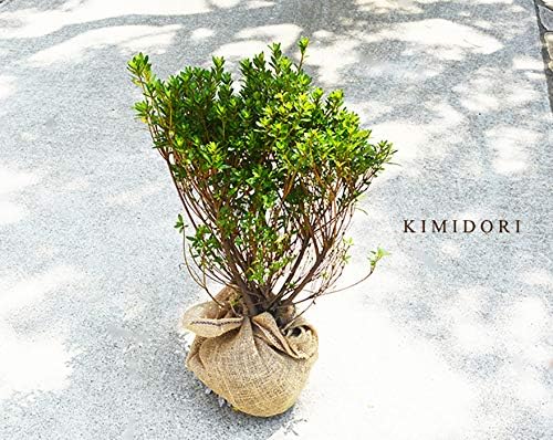 Amazon サツキ ツツジ 約30cm 皐月 植木 庭木 苗 ガーデニング 常緑低木 盆栽 園芸 和風 花 さつき 盆栽