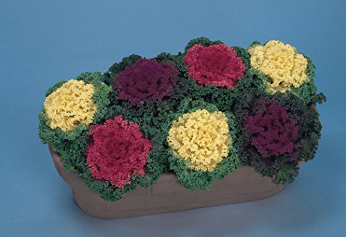 Flowering Kale Seeds Ornamental Decorative Edible Cabbage Fringed Beatiful Giant Heirloom Vegetable for Planting Non GMO 70 Seeds