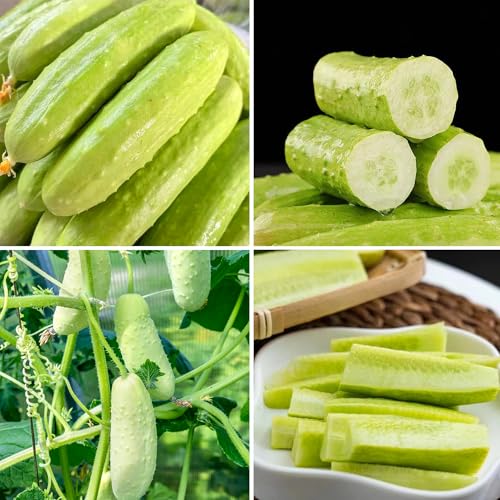 Mixrug White Jade Cucumber Seeds
