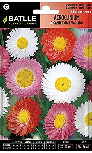 Semillas Batlle Acroclinium gigante doble variado