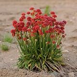 Perennial False Sea Thrift Armeria 'Ballerina RED' Flower Seeds by CARIBBEAN GARDEN SEED